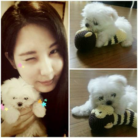 พบกับ Dubu!! ลุกสุนัขตัวใหม่ของซอฮยอน Girls Generation